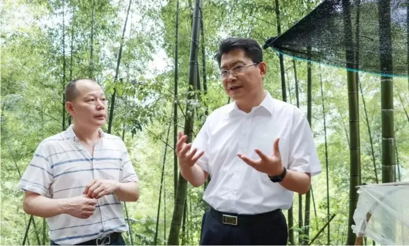 Liu Shuo, tajemník městského stranického výboru Pingxiang, kontroluje základnu výsadby Anoectochilus