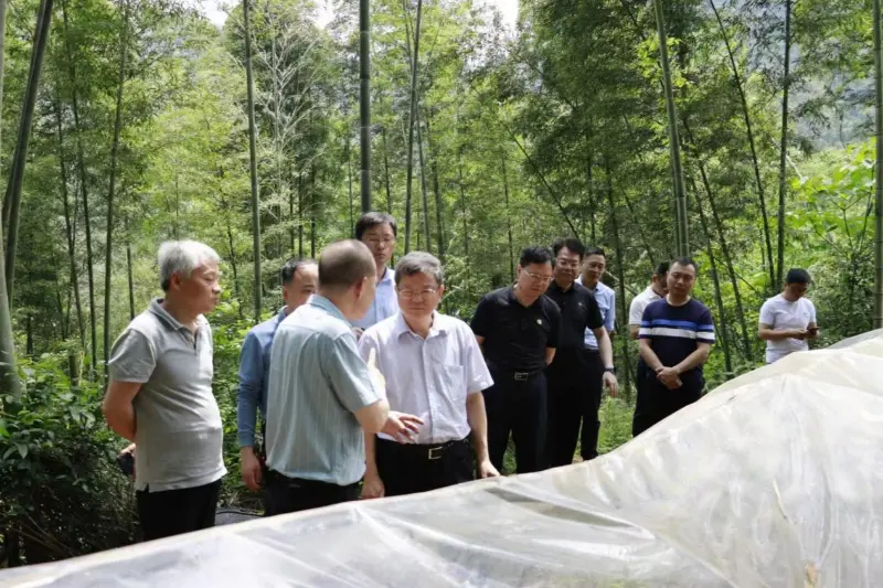 Liu Shuren, ředitel oddělení rozvoje a reforem Národní správy lesů a pastvin, vyšetřuje základnu výsadby Anxin Shibawan Anoectochilus