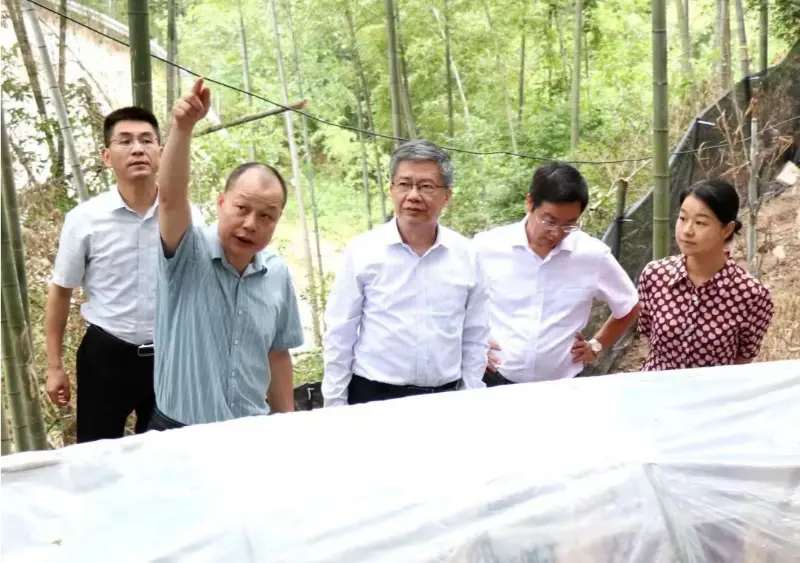 Liu Hongning, děkan Institutu pokročilého výzkumu Univerzity tradiční čínské medicíny Jiangxi a bývalý stranický tajemník univerzity, vede provinční expertní skupinu pro komplexní reformu tradiční čínské medicíny v Jiangxi za účelem provádění výzkumu na naší základně Anoectochilus.